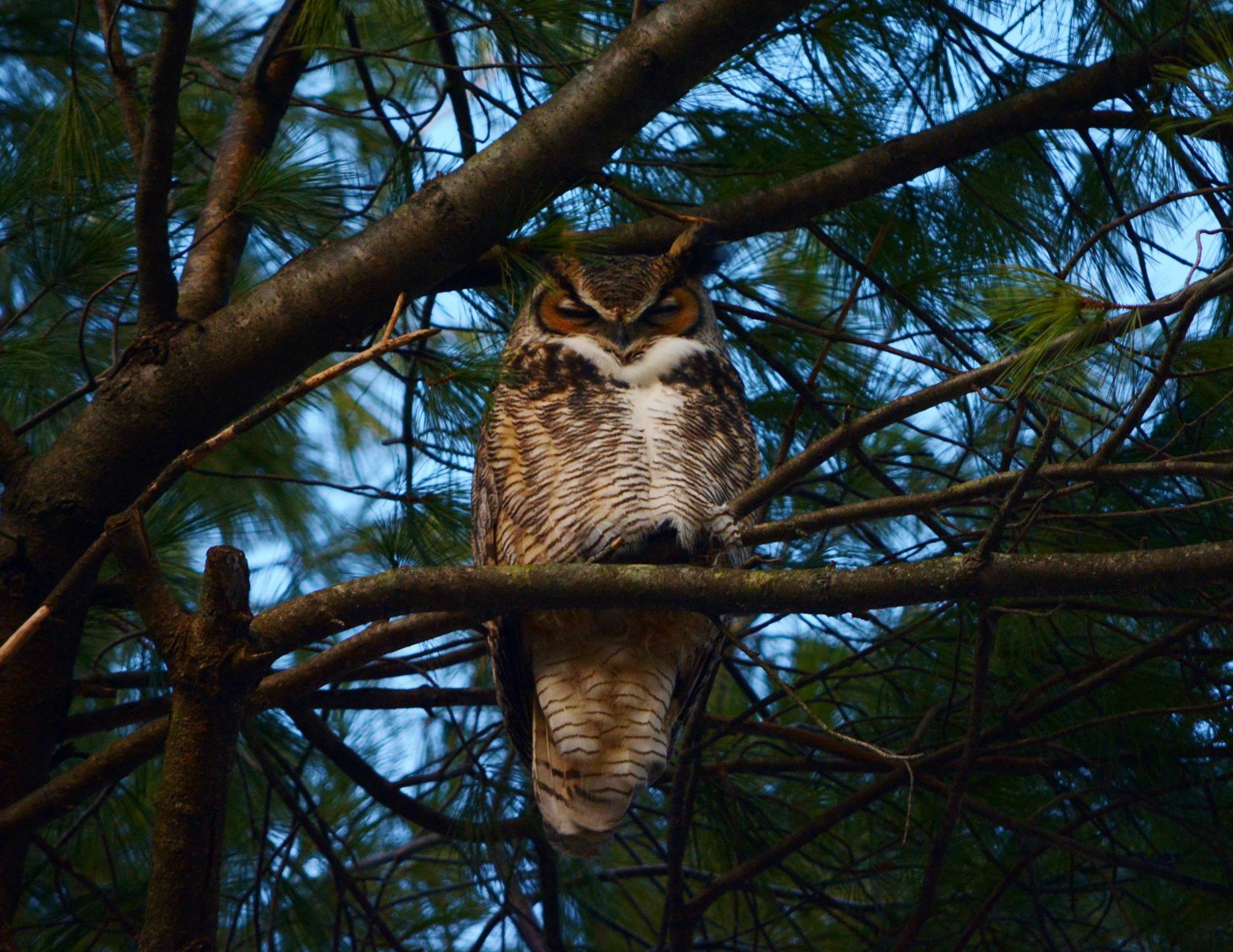 Great Horned Owl - Dave Soderstrom